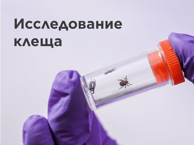 Где можно исследовать клеща на носительство инфекций?.