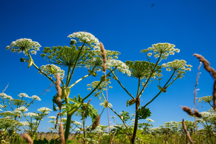 Борщевик Сосновского (Heracleum sosnowskyi) – многолетнее травянистое растение семейства зонтичные.. Борщевик Сосновского (Heracleum sosnowskyi) – многолетнее травянистое растение семейства зонтичные..